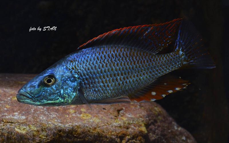 Dimidiochromis compressiceps